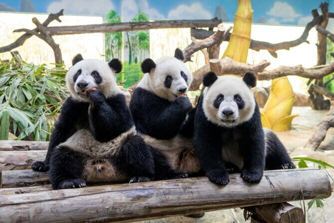 Guangzhou Private Explore Day Tour From Guangzhou Nansha INTL Cruise Home Port - The Sum Up