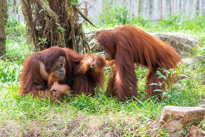 Guaranteed Departures: Wild & Wonderful! VinWonders & Safari Park - The Vibrant World of VinWonders