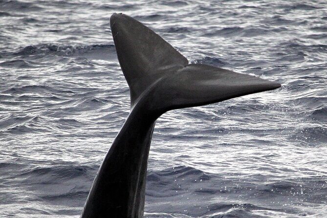 Guaranteed Whale or Dolphin Watching Tour - Funchal - A Closer Look at the Experience