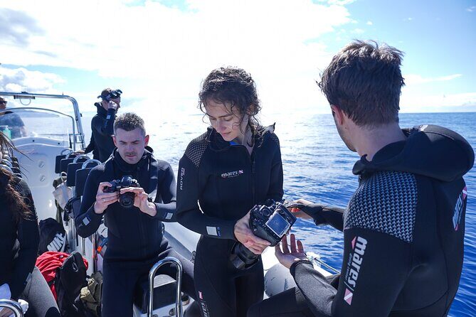 Guaranteed Whale or Dolphin Watching Tour - Funchal - The Sum Up