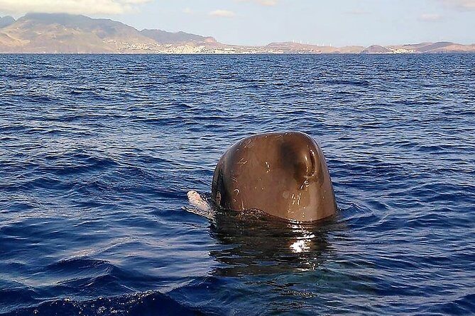 Guaranteed Whale or Dolphin Watching Tour - Funchal - FAQ