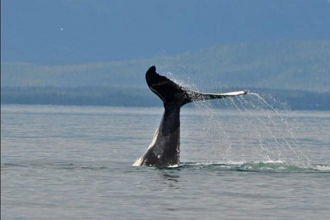 Guaranteed Whale Watching Adventure - Key Points