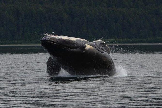 Guaranteed Whale Watching Adventure - Introduction: What’s the Buzz About?