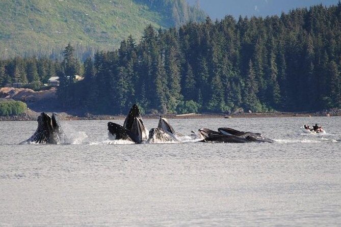 Guaranteed Whale Watching Adventure - Who Should Consider This Tour?