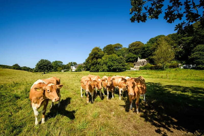 Guernsey: Half-Day Island Shore Excursion Tour - In The Sum Up: Is It Worth It?