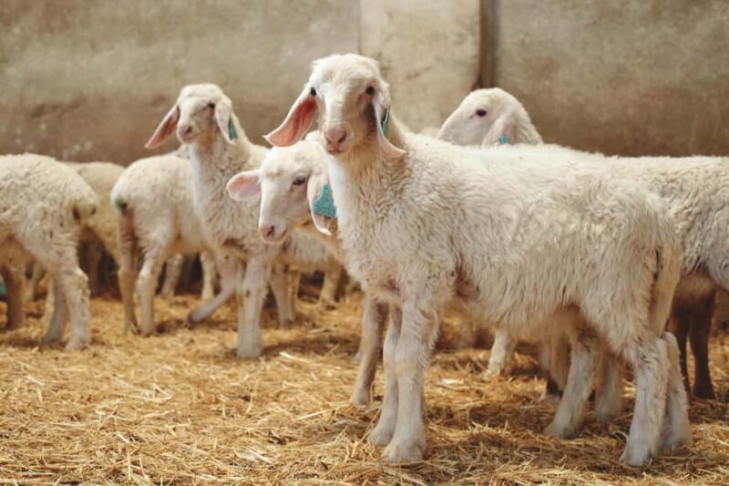 Guide Visit to the old Cheese Factory - Key Points