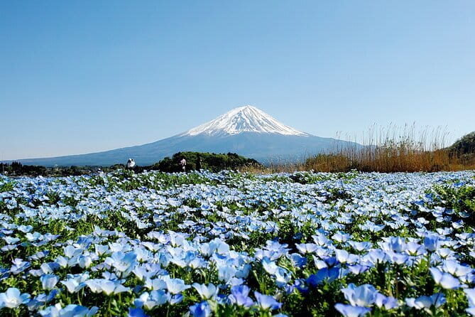 Guided 3 Days Tour Tokyo, Mt. Fuji and Hakone GREEN NUMBER PLATE - Exploring the 3-Day Guided Tour of Tokyo, Mount Fuji, and Hakone: An In-Depth Review