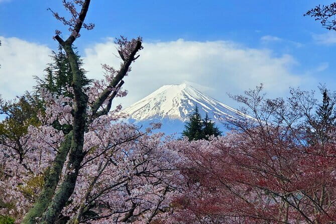 Guided 3 Days Tour Tokyo, Mt. Fuji and Hakone GREEN NUMBER PLATE - Key Points