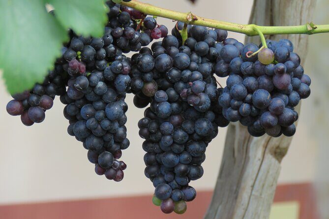 Guided 4x4 Adventure and Skywalk with Wine and Tapas in Madeira - Frequently Asked Questions