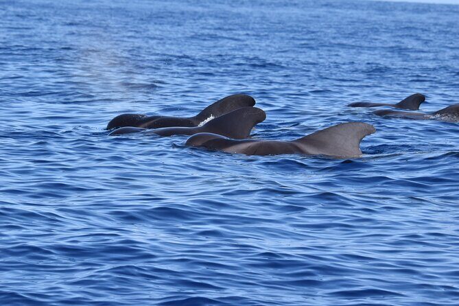 Guided activity in the Heart of Azores with whales and dolphins - An in-depth look at the whale and dolphin tour in the Azores