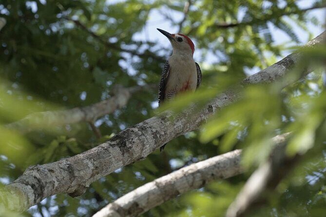 Guided Bird Watching Private Tour in TOH Nature Reserve - The Sum Up: Is It Worth It?