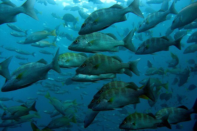 Guided by Divemaster, Cabo San Lucas short Snorkeling Tour MANTA - Frequently Asked Questions