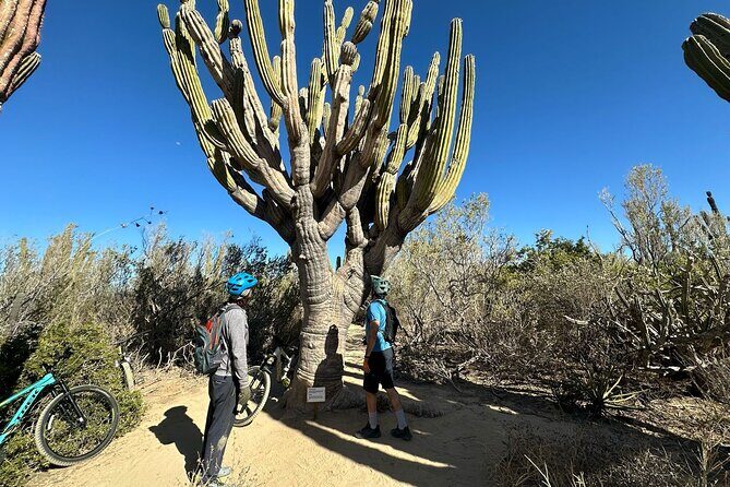 Guided Cactus Forest Mountain Bike Experience in La Ventana - Practical Details and Tips