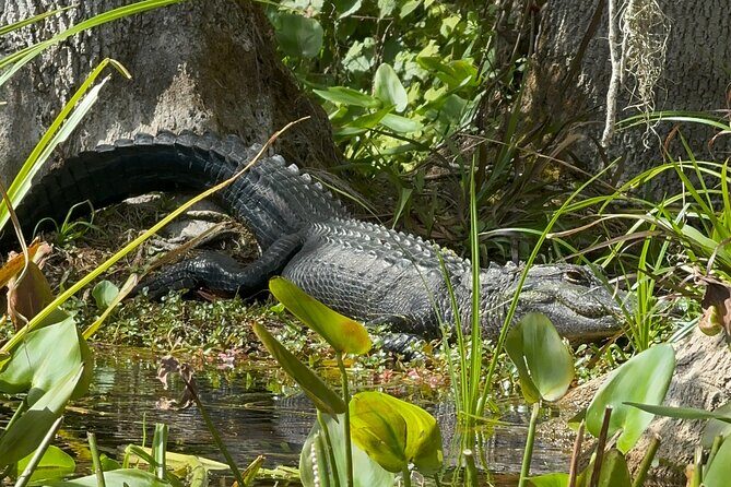 Guided Clear Kayak Tours on the Silver River - Frequently Asked Questions
