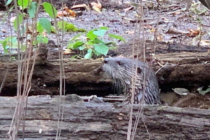 Guided Congaree National Park Kayak Tour - Practical Tips: Making the Most of Your Trip