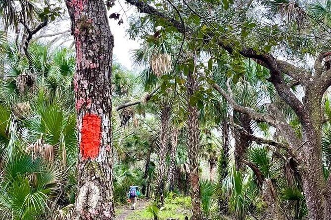 Guided Day Hike Through Florida's wild Backcountry. - An In-Depth Look at the Guided Backcountry Trek