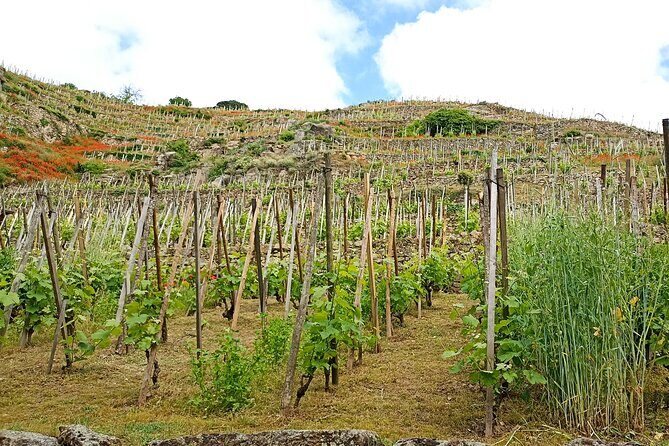 Guided Day Tour and Wine Tasting Northern Rhône Valley - What Could Be Better