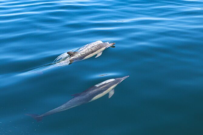 Guided Dolphin Watching in the Arrábida Natural Park - Key Points
