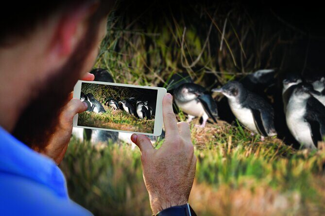 Guided Evening Penguin Viewing Otago Peninsula, Dunedin, New Zealand - An In-Depth Look at the Otago Peninsula Penguin Tour