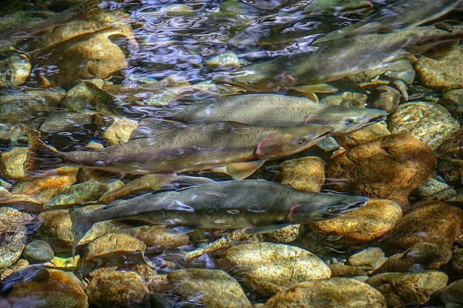 Guided Fishing Adventure in Whistler - Authentic Experiences from Guests