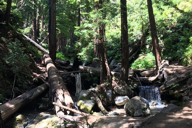 Guided full-day Big Sur hiking adventure with lunch - Exploring the Big Sur Coast: What to Expect