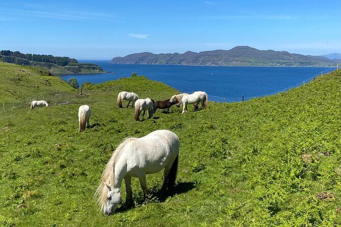 Guided Hebridean Farm Hike near Tobermory, Isle of Mull, Scotland - Final Thoughts: Is It Worth It?