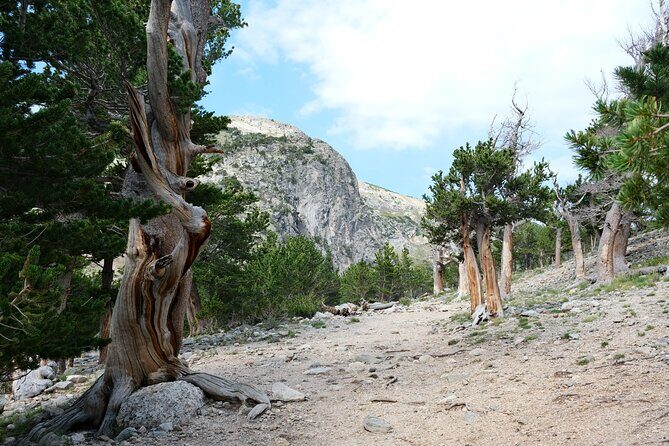 Guided hike in Rockies - Half Day Trip - The Sum Up: Who Will Love This Experience?