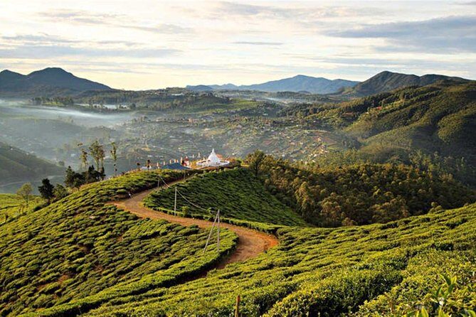 Guided Hike to Single Tree Hills from Nuwara Eliya - An In-Depth Look at the Guided Hike to Single Tree Hills
