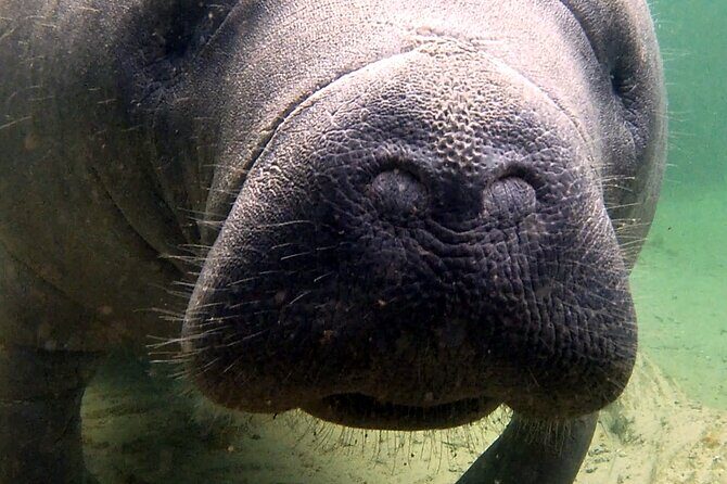 Guided Kayaking Manatee Tour near Orlando - Key Points