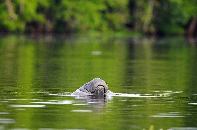 Guided Kayaking Manatee Tour near Orlando - FAQs