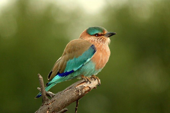 Guided Keoladeo Bird National Park Tour in Bharatpur from Jaipur - Exploring the Keoladeo National Park Tour in Detail