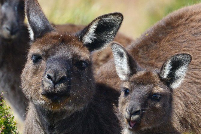 Guided Koala Walk and Bushfire ecology tour - An In-Depth Look at the Tour Experience