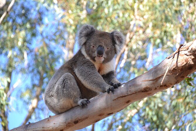 Guided Koala Walk and Bushfire ecology tour - The Sum Up: Who Will Love This Tour?