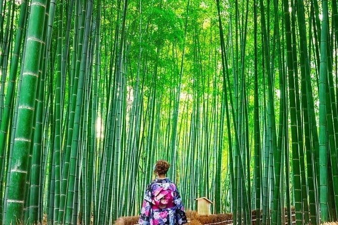 Guided Kyoto City Cherry Blossom One Day Private Tour - FAQs