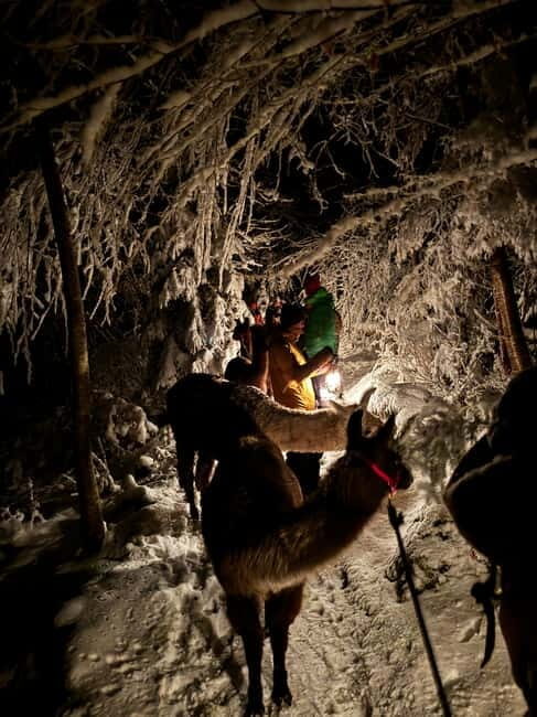 Guided llamawalk with a traditional, homemade cheesefondue - The Cheese Fondue Finale: A Mountain Feast