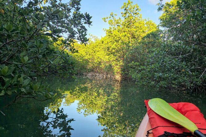 Guided Mangrove Eco Tours Kayak or Paddleboard Adventure - Authentic Experiences and Traveler Feedback