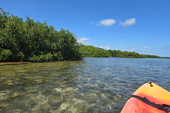 Guided Mangrove Eco Tours Kayak or Paddleboard Adventure - Practical Details and Logistics
