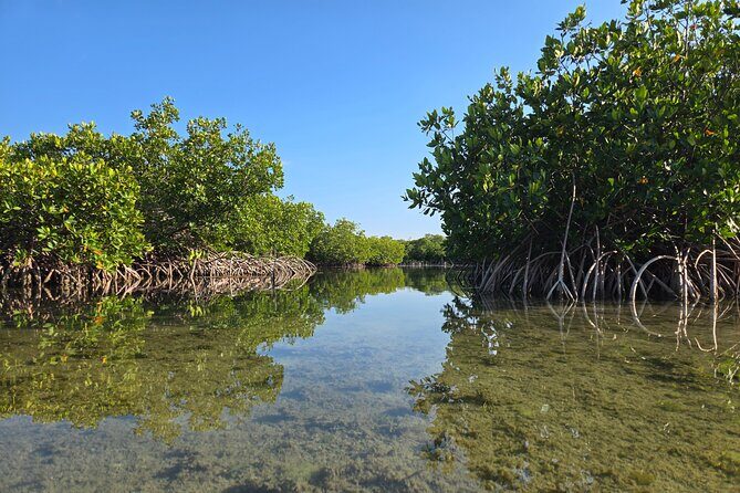 Guided Mangrove Eco Tours Kayak or Paddleboard Adventure - Who Should Consider This Tour?