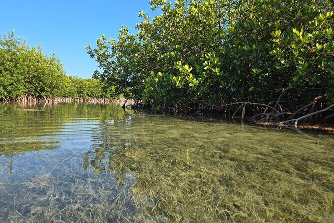 Guided Mangrove Eco Tours Kayak or Paddleboard Adventure - The Sum Up
