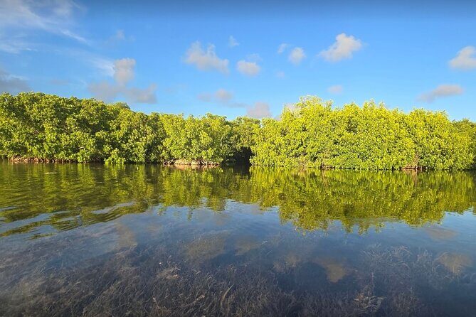 Guided Mangrove Eco Tours Kayak or Paddleboard Adventure - FAQ