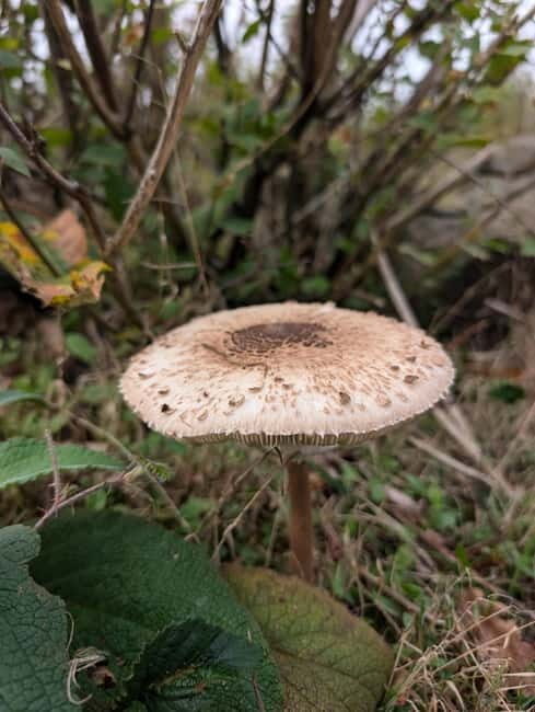 Guided Nature Tour: Pilgrims Way & Bigbury Fort - A Close Look at the Tour Itinerary