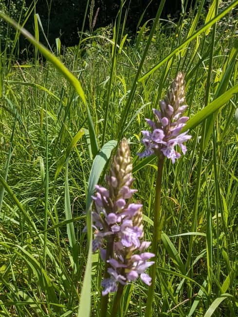 Guided Nature Tour: Pilgrims Way & Bigbury Fort - Final Thoughts: Who Will Love This Tour?