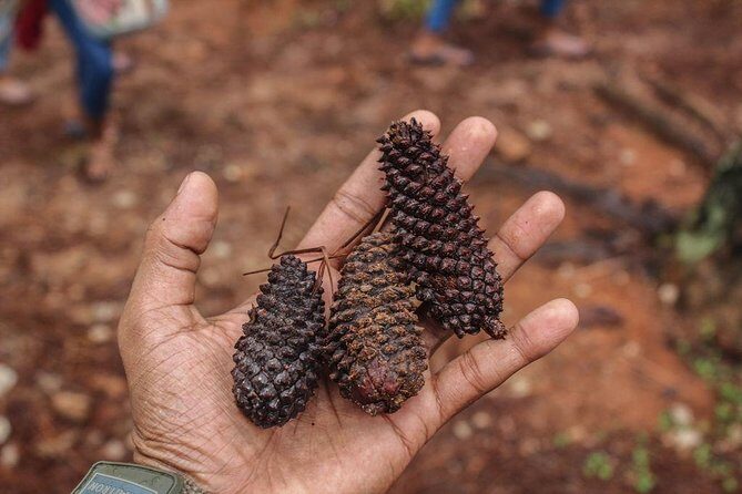 Guided Nature Trail to Kanneliya Forest - An Overview of the Kanneliya Forest Guided Trek