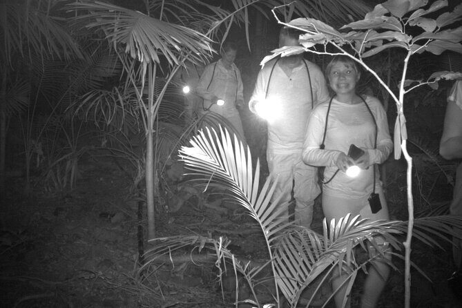 Guided Night Walk in Cape Tribulation - Key Points
