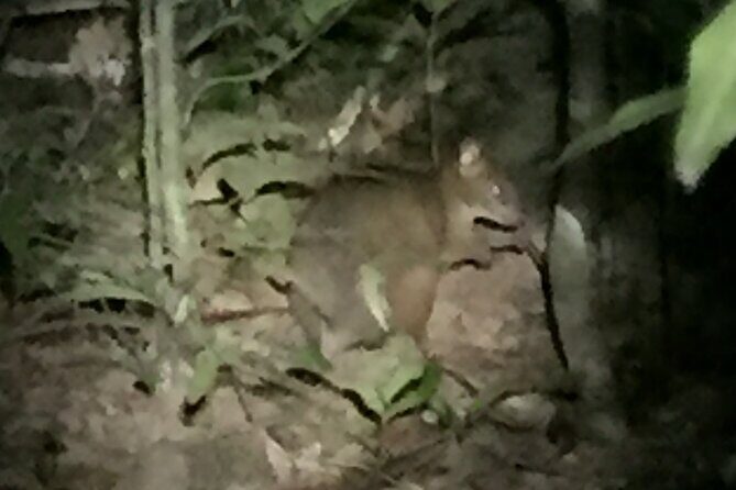 Guided Night Walk in Cape Tribulation - The Sum Up