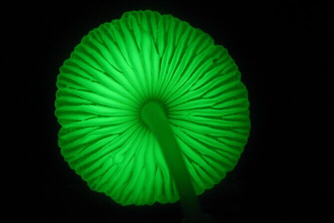 Guided Night Walk in Cape Tribulation - Frequently Asked Questions