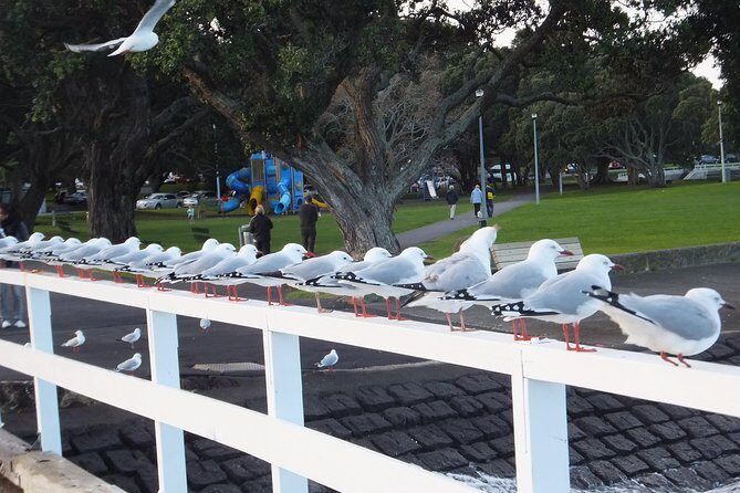 Guided North Head Fort Segway Tour in Devonport Auckland - FAQ