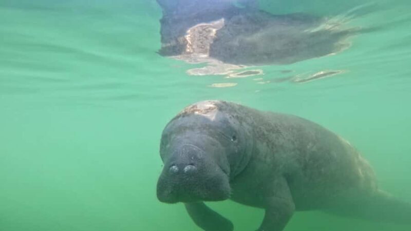 Guided Pedal Kayak Tours in Anna Maria and Bradenton - Exploring Florida’s Mangrove Tunnels: A Guided Pedal Kayak Adventure