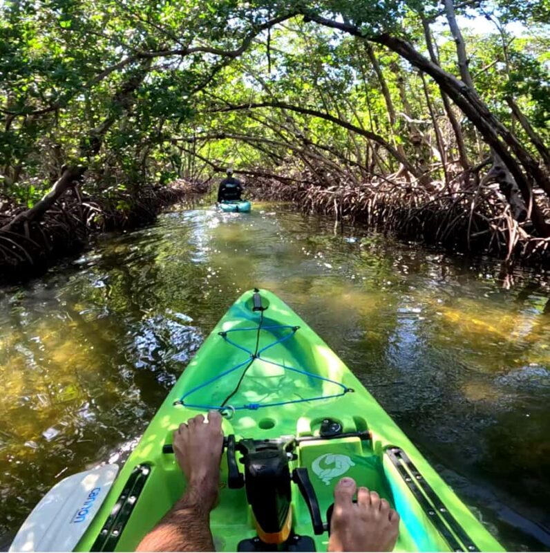 Guided Pedal Kayak Tours in Anna Maria and Bradenton - The Value of a Guided Pedal Kayak Tour