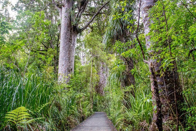 Guided Puketi Kauri Forest Tour in Bay of Islands - An Honest Look at the Guided Puketi Kauri Forest Tour